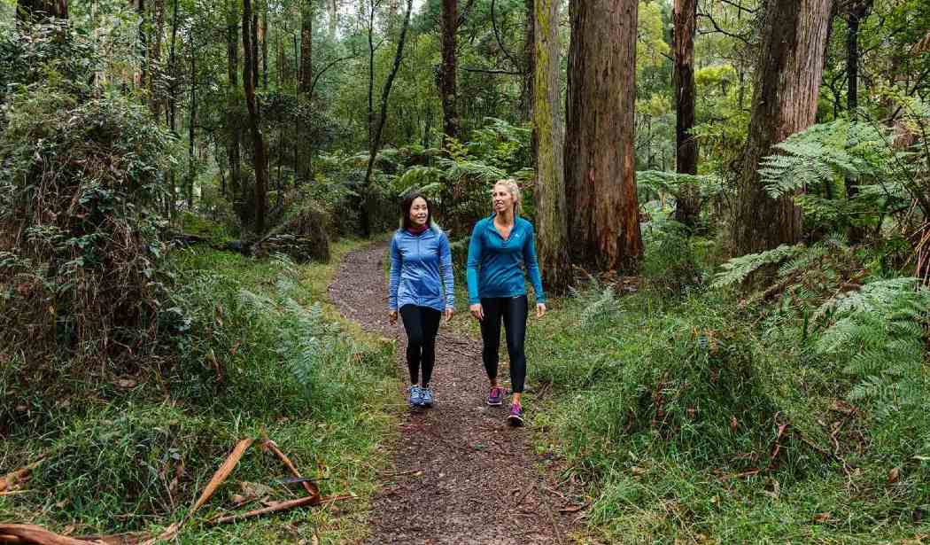 Sustainable living guide: Hikes near Melbourne Dandenong Ranges